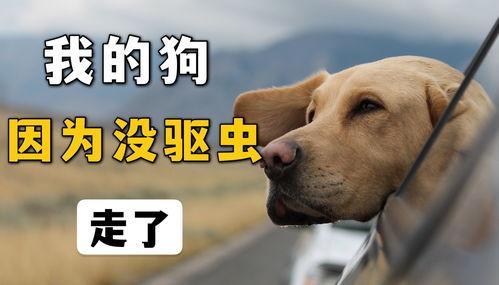 狗什么网站在线视频,狗什么网站在线视频深度解析  第2张