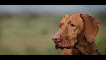 狗什么网站在线视频,狗什么网站在线视频深度解析  第3张