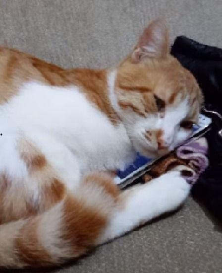 青青橘猫在线视频  第2张