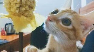 青青橘猫在线视频  第3张