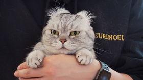 猫咪中文在线视频观看,萌宠瞬间，治愈心灵