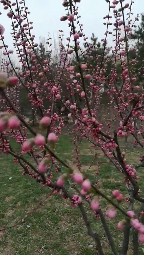 春暖花开 在线视频区  第2张